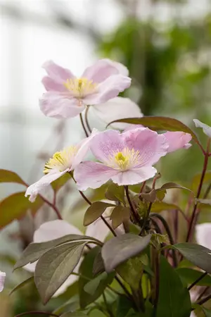 Clematis montana 'Tetrarose' - 2 Ltr pot - image 3