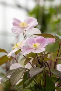 Clematis montana 'Tetrarose' - 2 Ltr pot - image 3