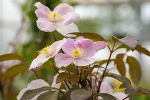 Clematis montana 'Tetrarose' - 2 Ltr pot - image 1