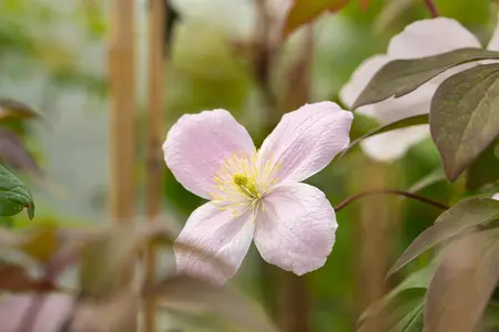 Clematis montana 'Tetrarose' - 150-175 CM C5 - image 2