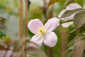 Clematis montana 'Tetrarose' - 150-175 CM C5 - image 2