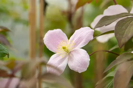 Clematis montana 'Tetrarose' - 2 Ltr pot - image 2