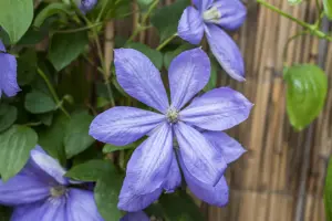 Clematis 'Mrs Cholmondeley'
