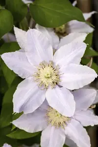 Clematis 'Mrs George Jackman'