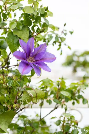 Clematis 'Mrs N. Thompson' - 2 Ltr, 4 canes - image 3