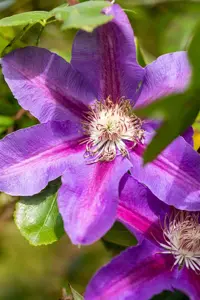 Clematis 'Mrs N. Thompson' - 2 Ltr, 4 canes - image 4