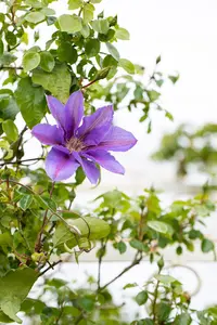 Clematis 'Mrs N. Thompson' - 2 Ltr, single cane - image 3