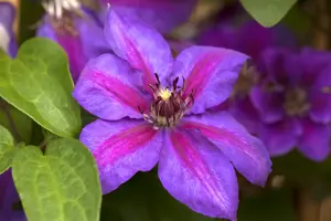 Clematis 'Mrs N. Thompson'