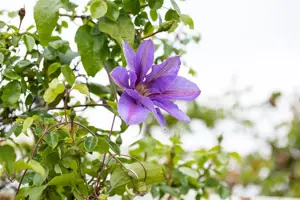 Clematis 'Mrs N. Thompson' - 2 Ltr, 4 canes - image 2