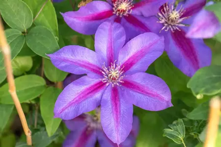 Clematis 'Mrs N. Thompson' - 2 Ltr, 4 canes - image 5