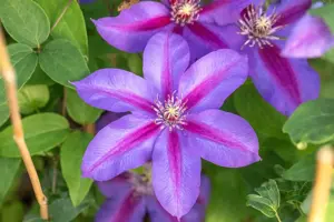 Clematis 'Mrs N. Thompson' - 2 Ltr, 4 canes - image 5