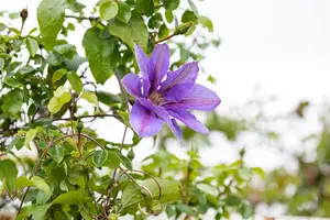 Clematis 'Mrs N. Thompson' - 2 Ltr, single cane - image 2