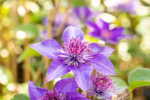 Clematis 'Multi Blue' - 2 Ltr, single cane - image 3