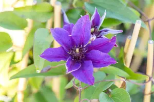 Clematis 'Multi Blue' - 2 Ltr, single cane - image 5