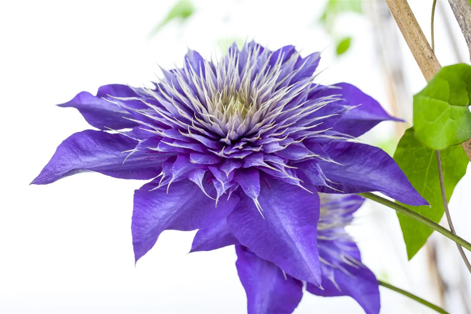 Clematis 'Multi Blue' Clematis 'Multi Blue' 80- 100, C5
