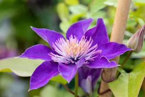 Clematis 'Multi Blue' - 80-100 CM C2 CANED - image 5