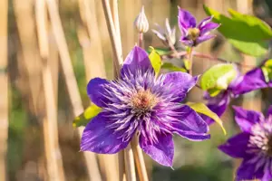 Clematis 'Multi Blue' - 2 Ltr, single cane - image 4