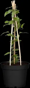 Clematis 'Multi Blue' - 2 Ltr, single cane - image 2