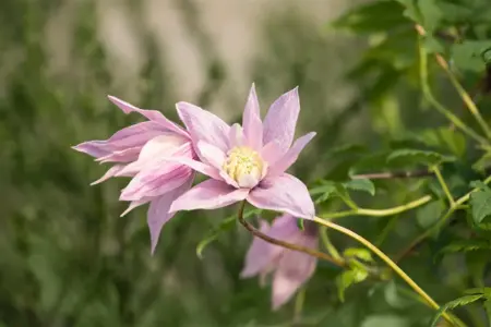 Clematis 'Multi Pink'? - 2 Ltr, 4 canes
