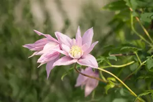 Clematis 'Multi Pink'?