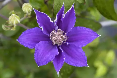 Clematis 'Myosotis' - 2 Ltr, single cane - image 3