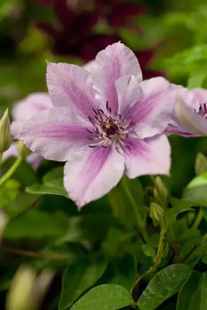 Clematis 'Nelly Moser' - 40-50 CM C1.5 - image 2