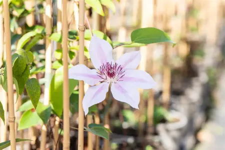 Clematis 'Nelly Moser' - 40-50 CM C1.5 - image 4