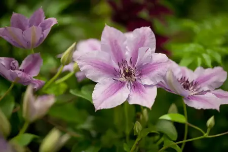 Clematis 'Nelly Moser' - 80-100 CM C2 - image 1