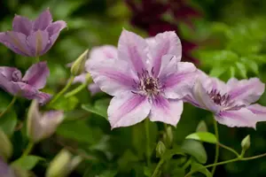 Clematis 'Nelly Moser' - 80-100 CM C2 - image 1