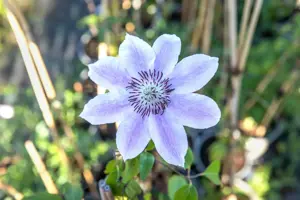 Clematis 'Nelly Moser' - 80-100 CM C2 - image 5