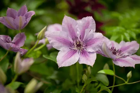 Clematis 'Nelly Moser' - 100-125 CM C5 + 5 CANES - image 1