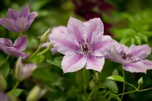 Clematis 'Nelly Moser' - 100-125 CM C5 + 5 CANES - image 5