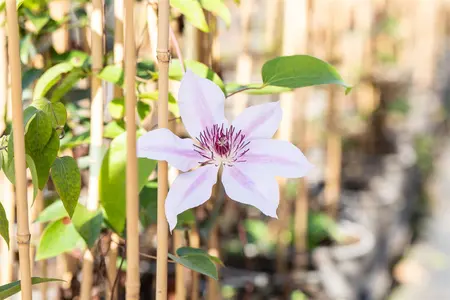 Clematis 'Nelly Moser' - 100-125 CM C5 + 5 CANES - image 4