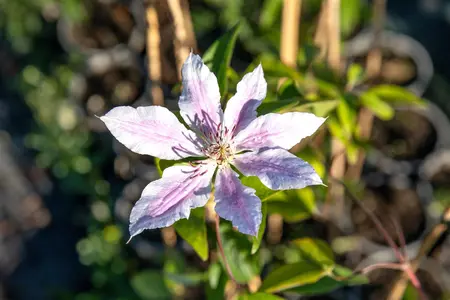 CLEMATIS NELLY MOSER  3LD  3 CANES - image 5