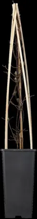 Clematis 'Nelly Moser' - 2 Ltr, single cane - image 3