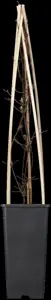 Clematis 'Nelly Moser' - 40-50 CM C1.5 - image 3