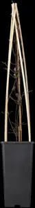 Clematis 'Nelly Moser' - 100-125 CM C5 + 5 CANES - image 3