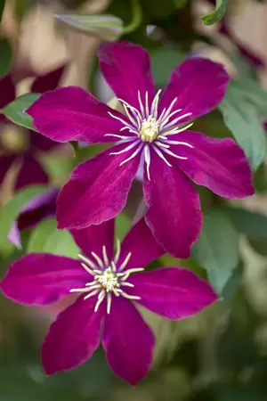 Clematis 'Niobe' - 2 Ltr, 4 canes - image 2