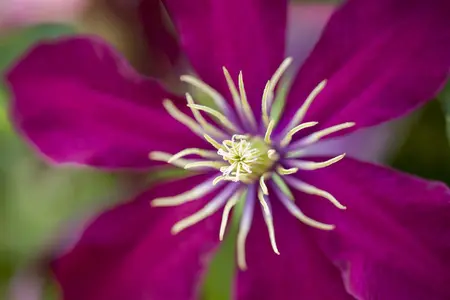 Clematis 'Niobe' - 2 Ltr, 4 canes - image 1