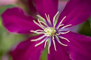 Clematis 'Niobe'