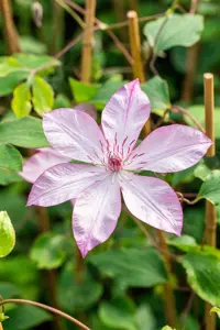 Clematis 'Omoshiro' - 2 Ltr, single cane - image 3