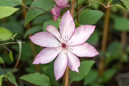 Clematis 'Omoshiro' - 2 Ltr, single cane - image 2
