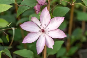 Clematis 'Omoshiro' - 2 Ltr, single cane - image 2