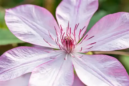 Clematis 'Omoshiro' - 2 Ltr, single cane - image 5