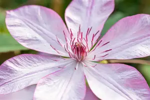 Clematis 'Omoshiro' - 2 Ltr, single cane - image 5