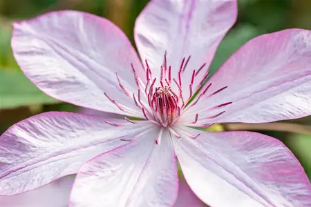 Clematis 'Omoshiro' - 80-100 CM C3 - image 5