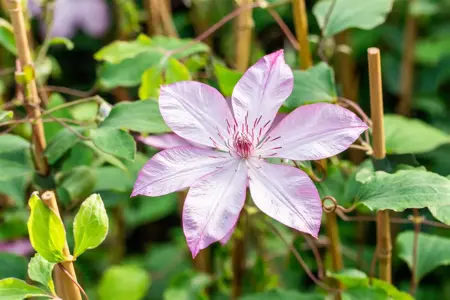 Clematis 'Omoshiro' - 2 Ltr, single cane - image 4