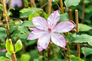 Clematis 'Omoshiro' - 2 Ltr, single cane - image 4