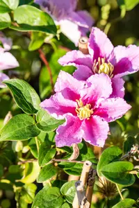 CLEMATIS PIILU  3LD  3 CANES - image 5