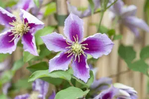 Clematis 'Piilu'